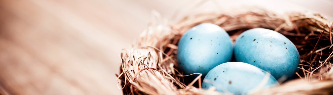 Bird nest with three blues eggs.