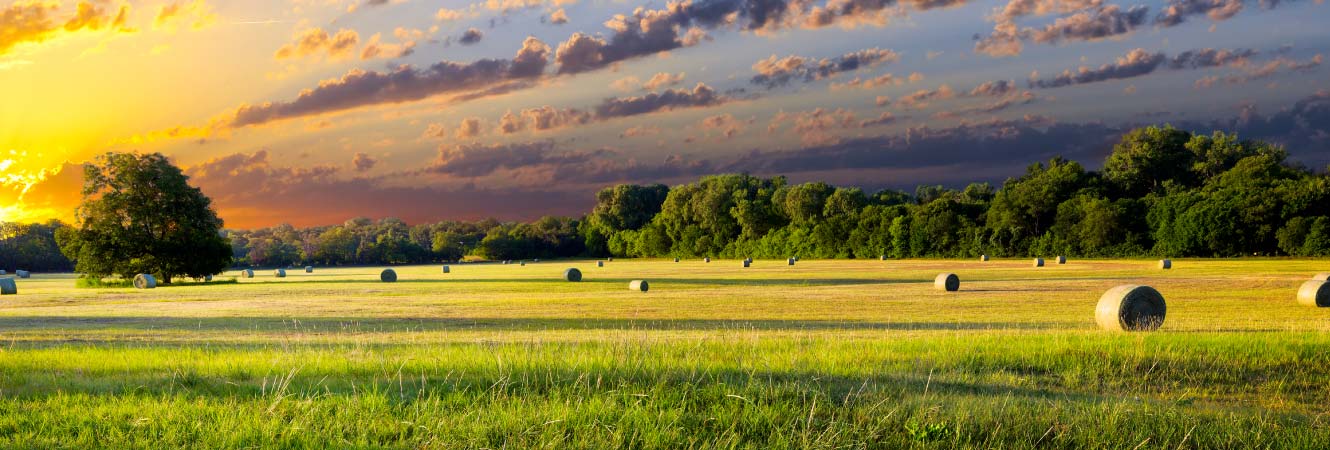 A hay meadow at sunset